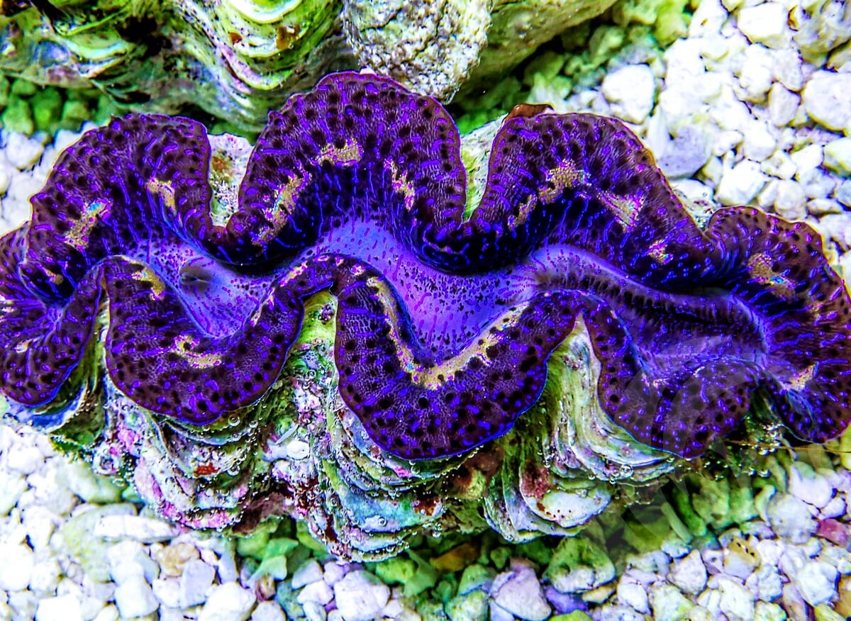 Dark Blue Maxima Clam