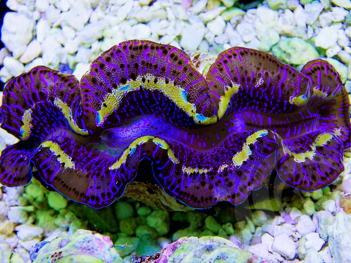 Dark Blue Maxima Clam