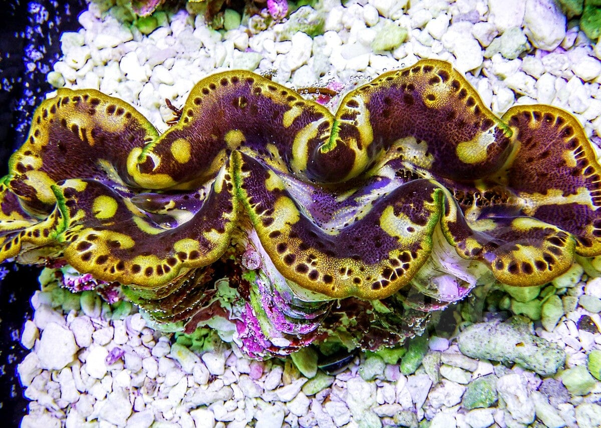 Unusual maxima Clam