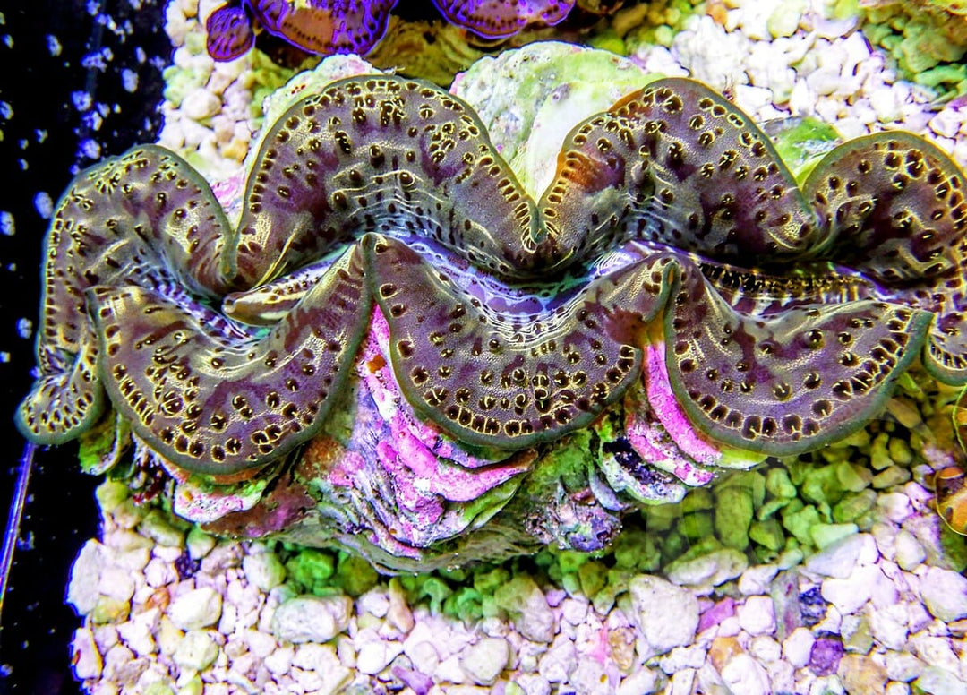 Green Maxima Clam