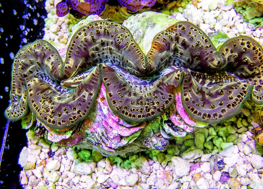 Green Maxima Clam