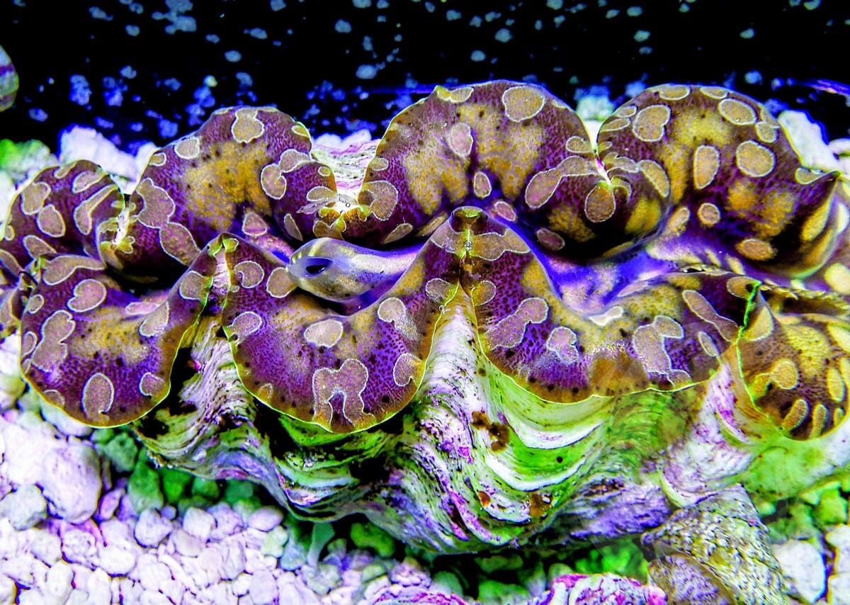 Fancy Teardrop WYSIWYG Clam