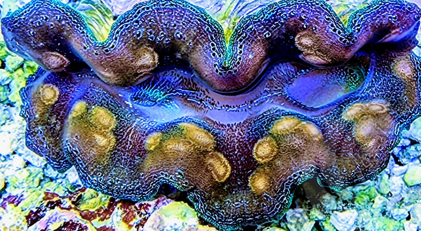 Unusual Crocea