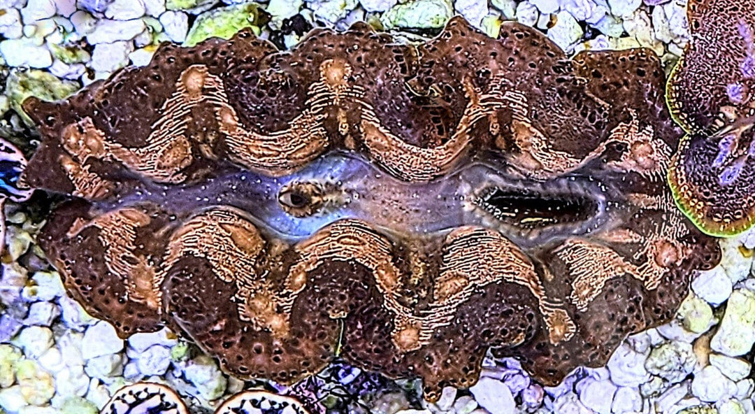Unusual Crocea Clam