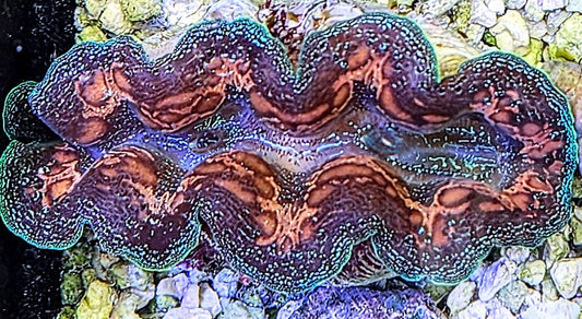 Unusual Crocea Clam