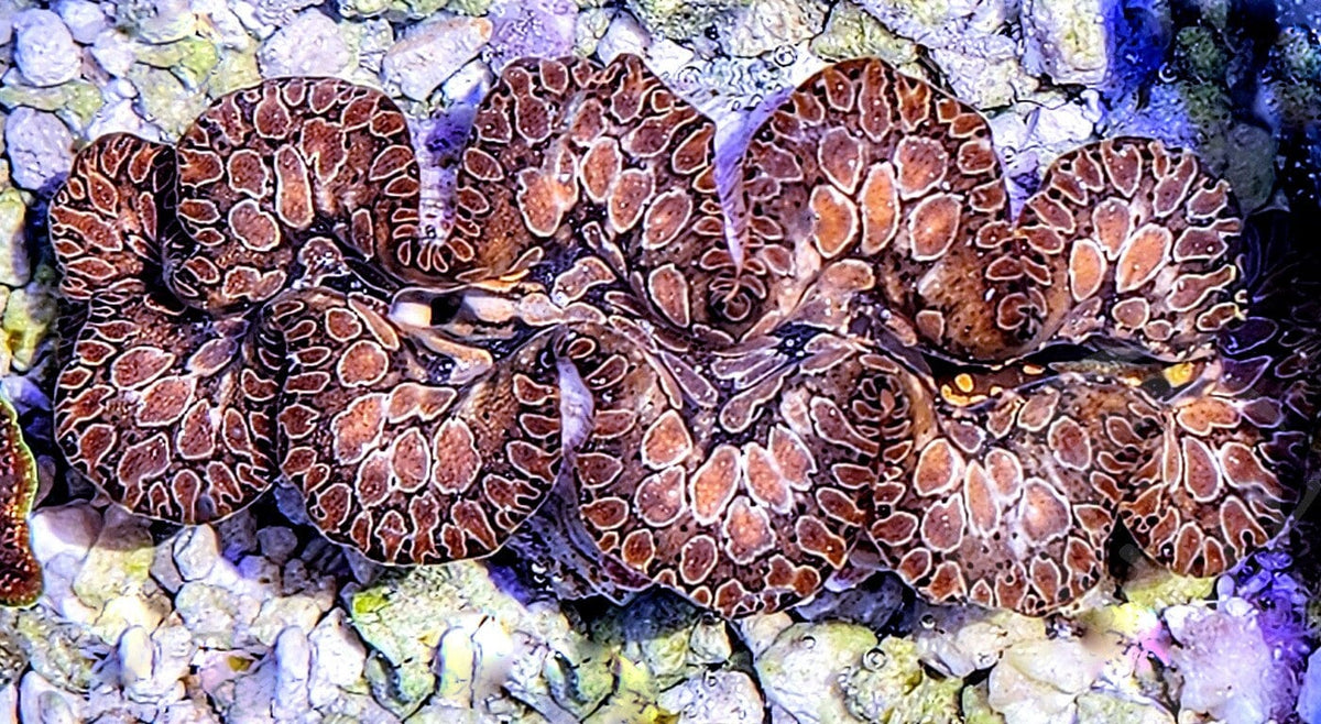 Ultra Teardrop Noae Clam