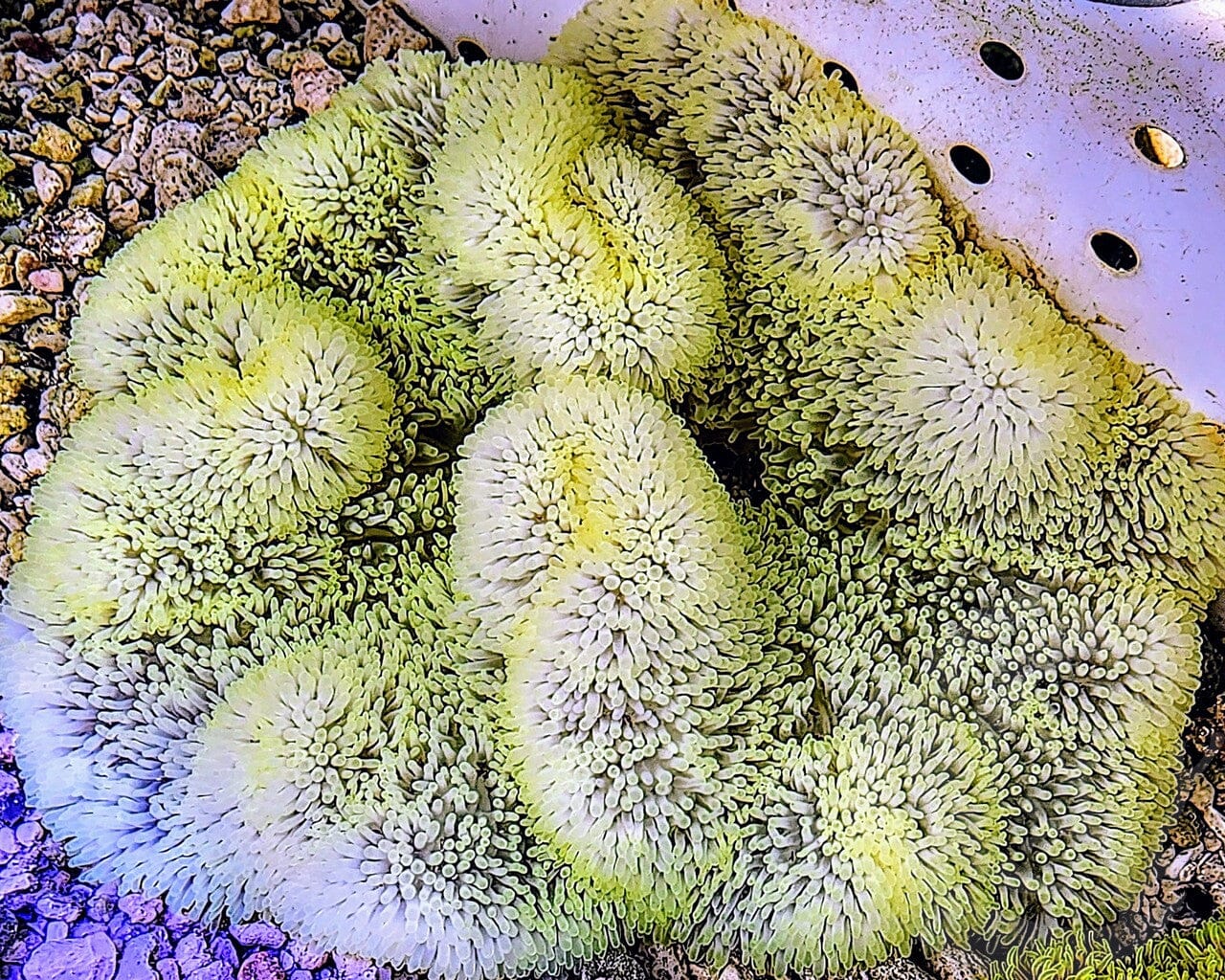 Bright Yellow-Green Gigantea Carpet Anemone - WYSIWYG