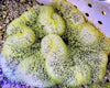 Bright Yellow-Green Gigantea Carpet Anemone - WYSIWYG