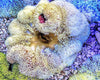 Yellowish Gigantea Carpet Anemone