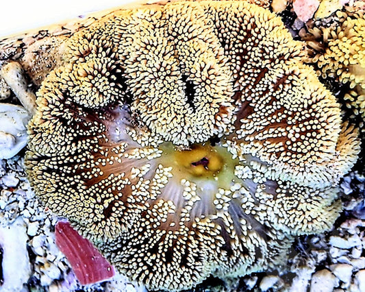 Coffee Cream Gigantea Carpet Anemone - WYSIWYG