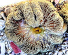 Coffee Cream Gigantea Carpet Anemone - WYSIWYG