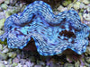 Ultra Blue Squamosa Cultured Clam