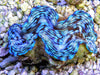 Ultra Blue Squamosa Cultured Clam