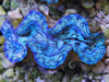 Ultra Blue Squamosa Cultured Clam