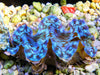 Ultra Blue Squamosa Cultured Clam