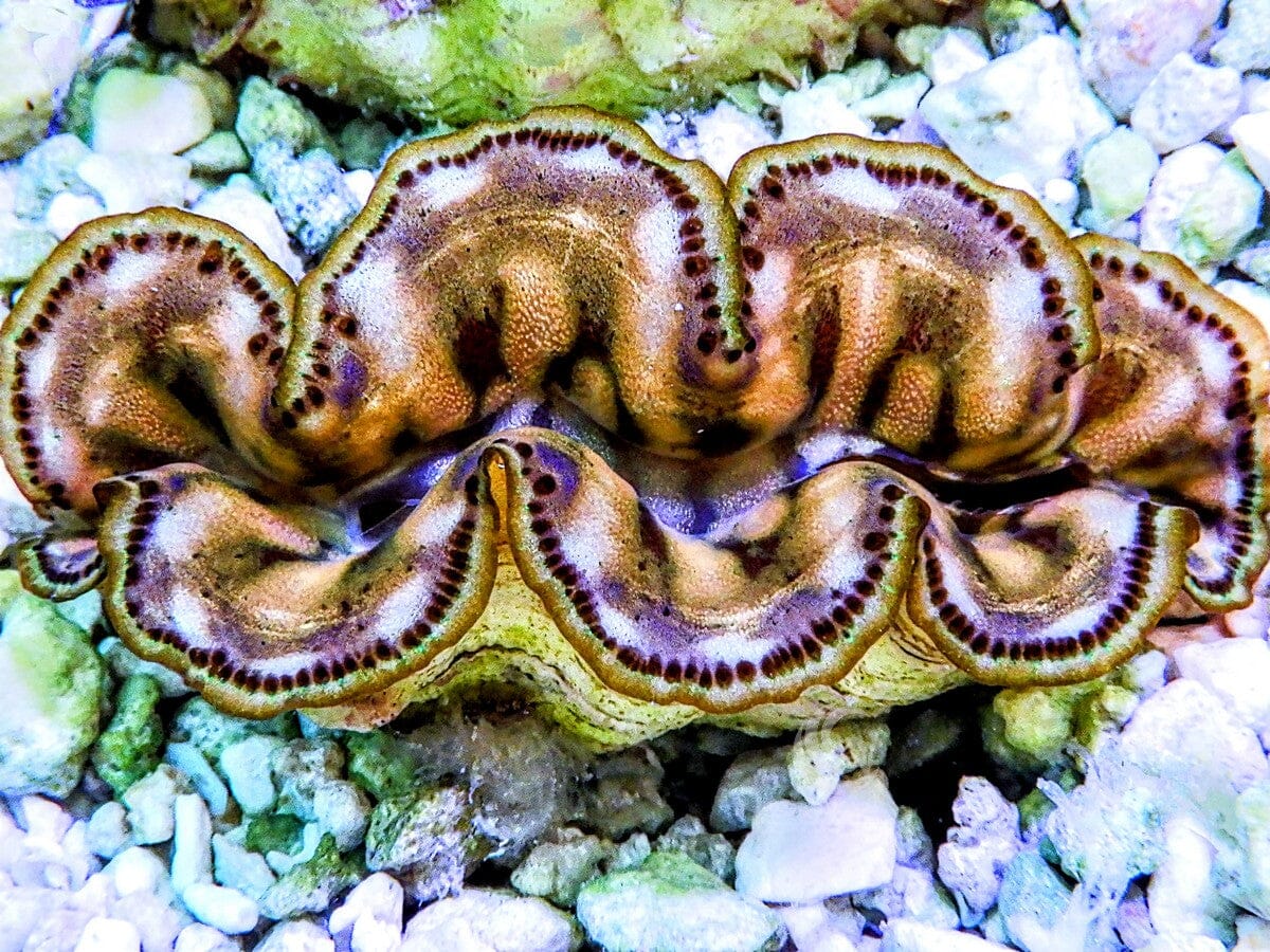 Cultured Maxima WYSIWYG Clam