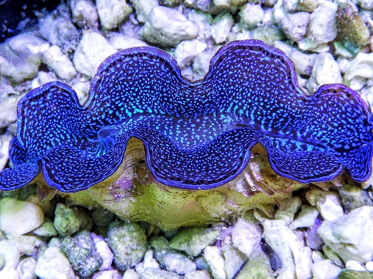 Blue Squamosa Cultured WYSIWYG Clam