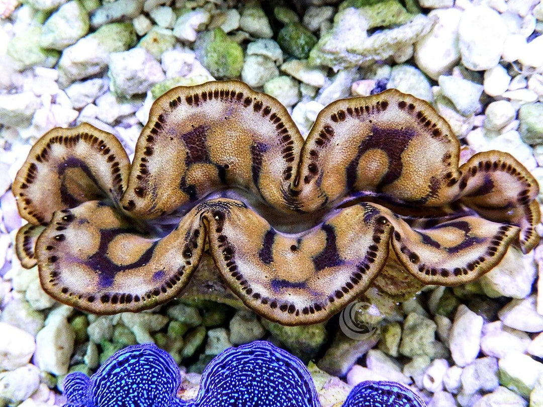 Cultured Maxima Clam