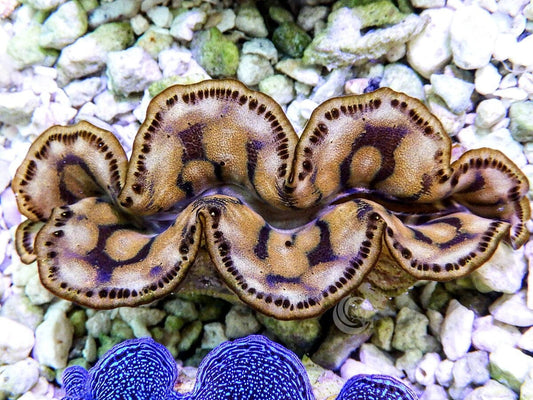 Cultured Maxima Clam