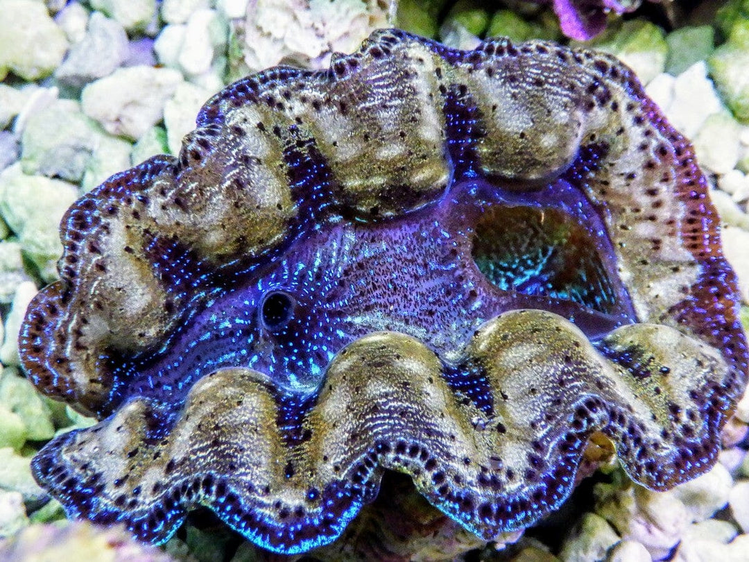 Ultra Crocea Cultured WYSIWYG Clam