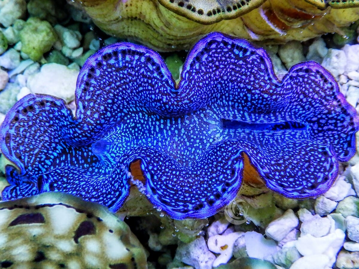 Blue Squamosa Cultured WYSIWYG Clam