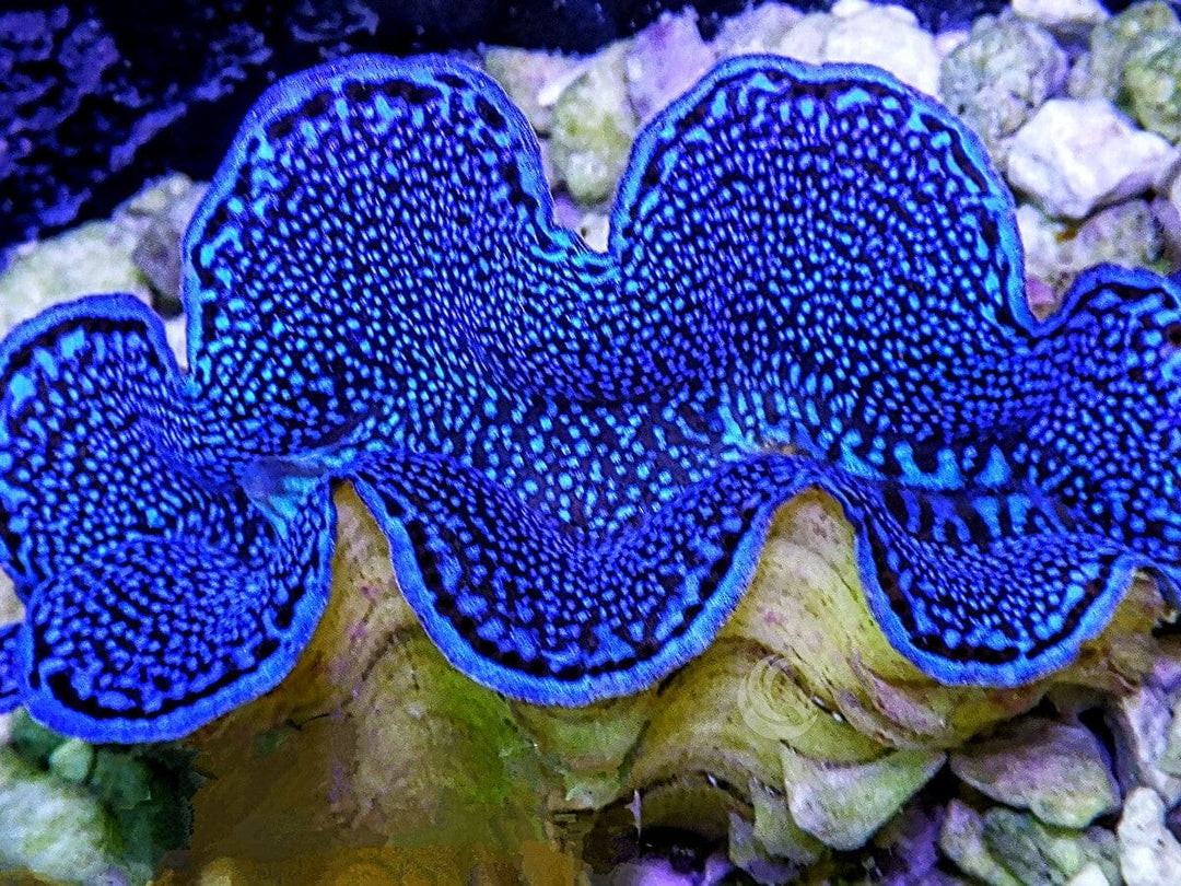 Blue Squamosa Cultured WYSIWYG Clam