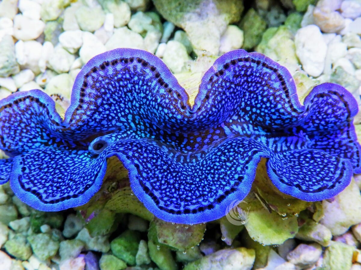 Blue Squamosa Cultured WYSIWYG Clam