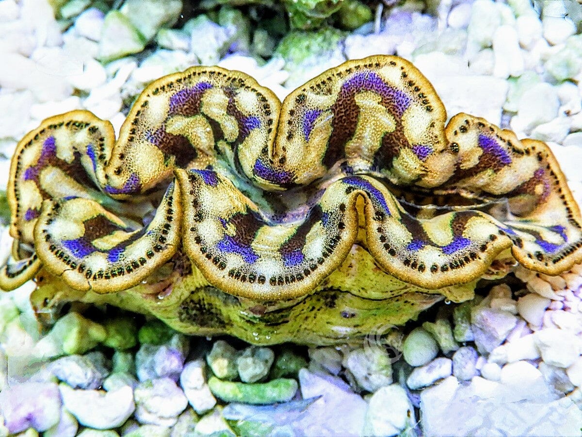 Cultured Maxima Clam