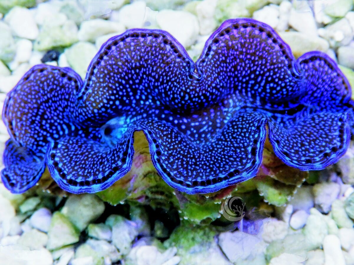 Blue Squamosa Cultured WYSIWYG Clam