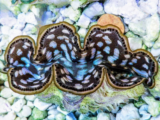 Cultured Maxima Clam