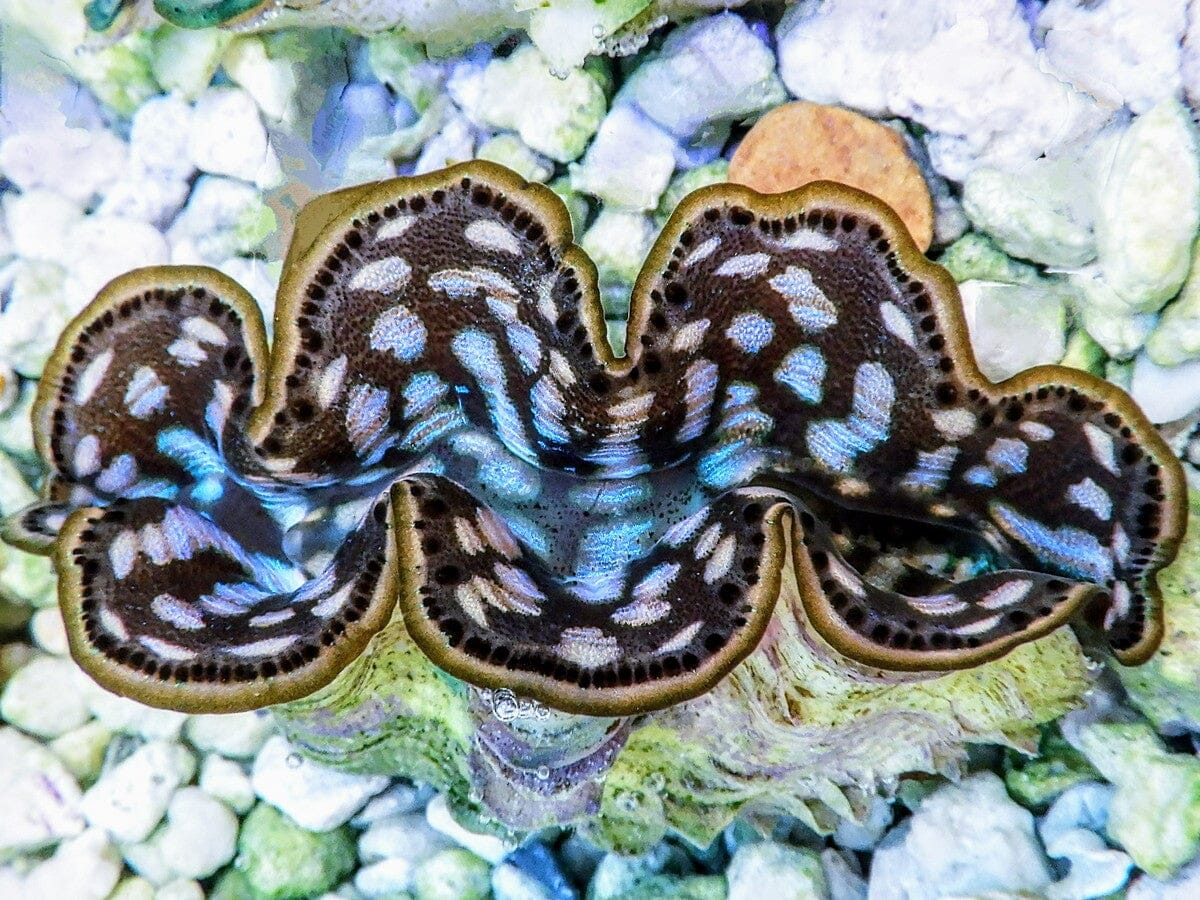 Cultured Maxima Clam