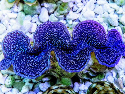 Blue Squamosa Cultured WYSIWYG Clam