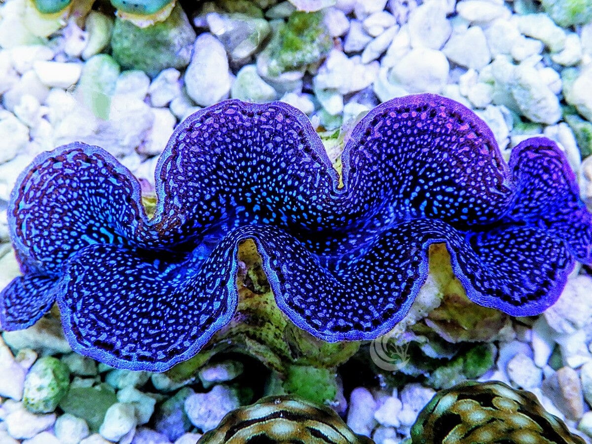 Blue Squamosa Cultured WYSIWYG Clam
