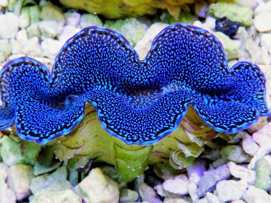 Blue Squamosa Cultured WYSIWYG Clam