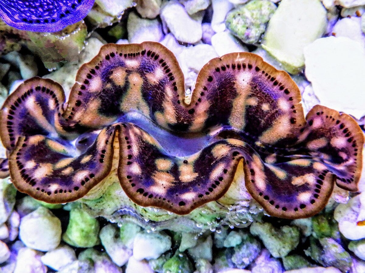 Cultured Maxima Clam