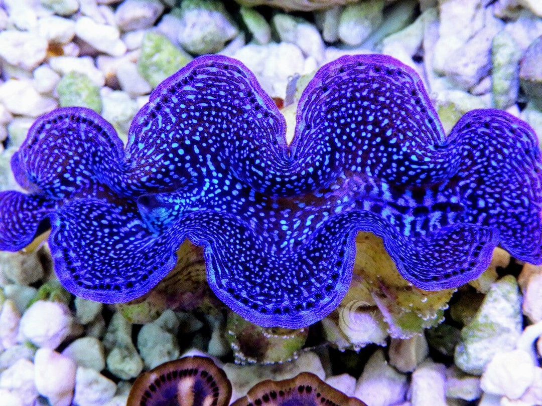 Blue Squamosa Cultured WYSIWYG Clam