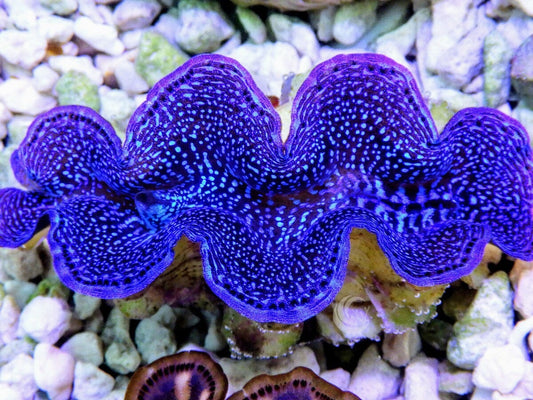Blue Squamosa Cultured WYSIWYG Clam