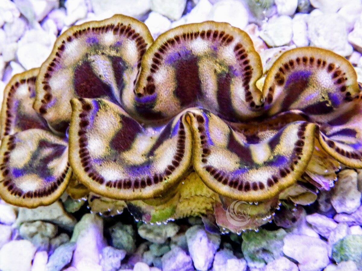 Cultured Maxima Clam