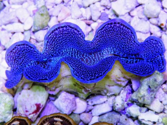 Blue Squamosa Cultured WYSIWYG Clam