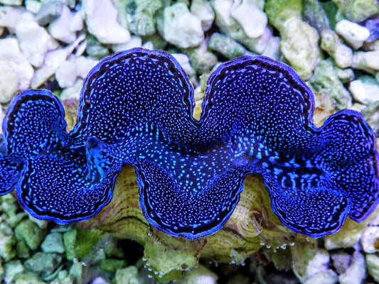 Blue Squamosa Cultured WYSIWYG Clam
