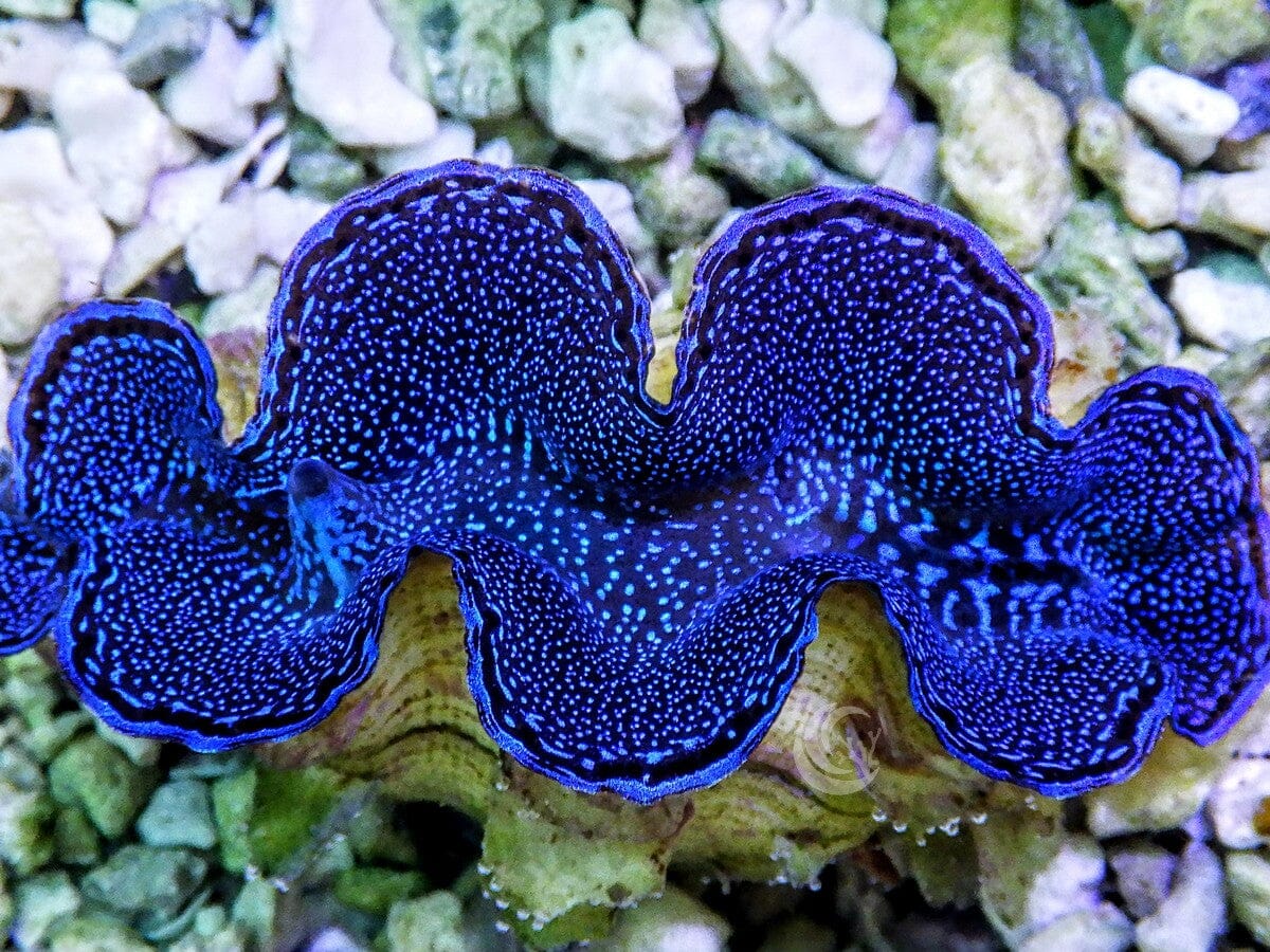 Blue Squamosa Cultured WYSIWYG Clam