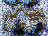 Ultra Squamosa Cultured Clam