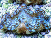 Ultra Squamosa Cultured Clam