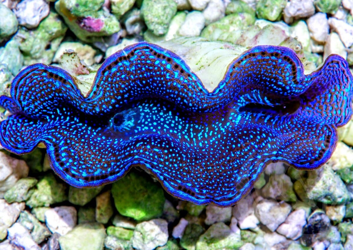Blue Squamosa Cultured WYSIWYG Clam