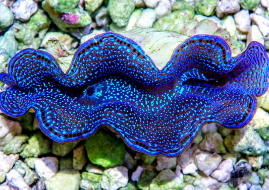 Blue Squamosa Cultured WYSIWYG Clam