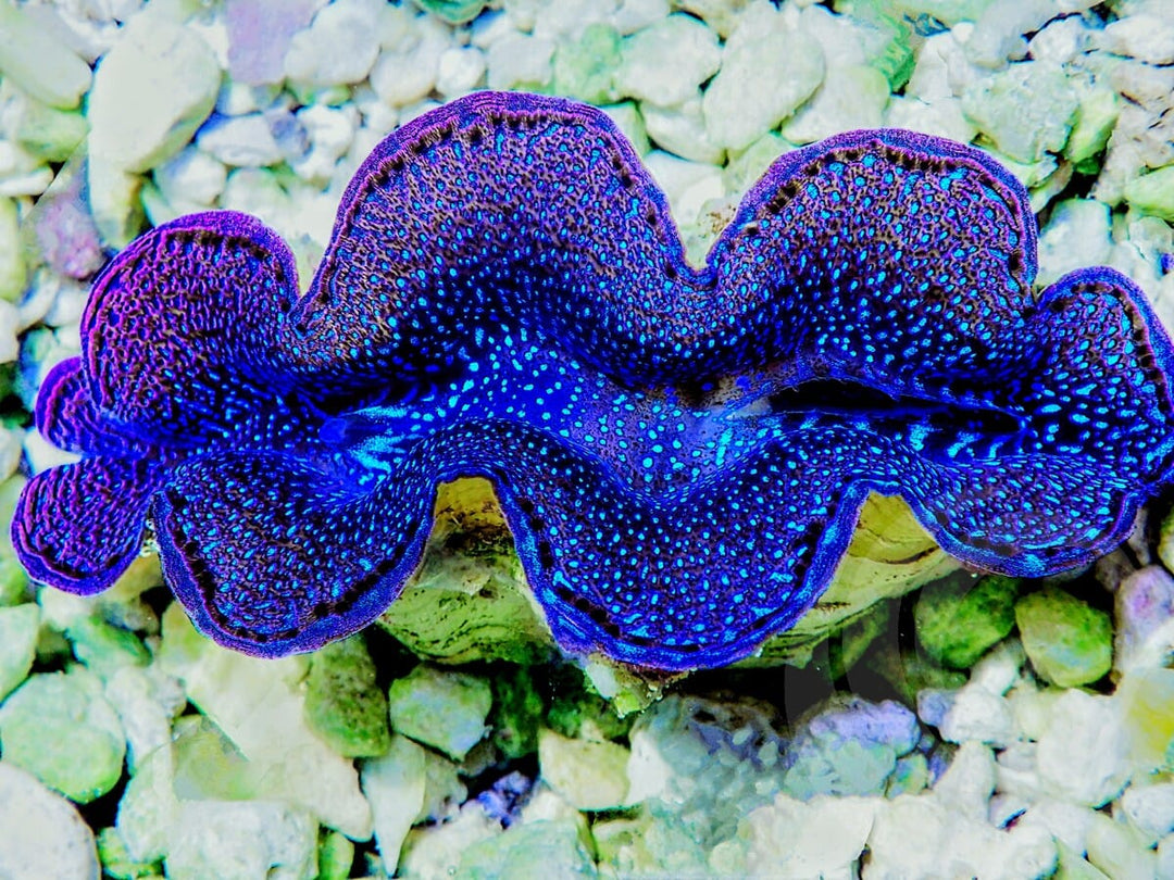 Blue Squamosa Cultured WYSIWYG Clam