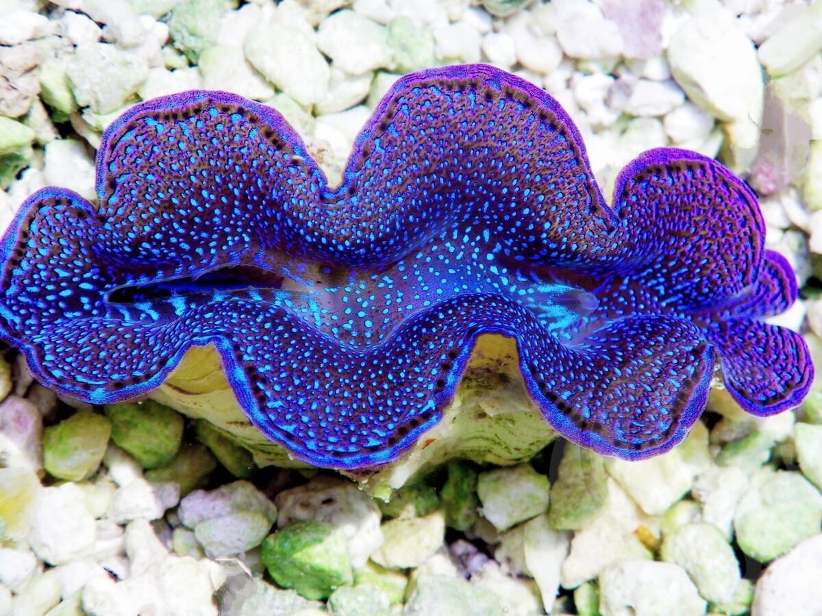 Blue Squamosa Cultured WYSIWYG Clam