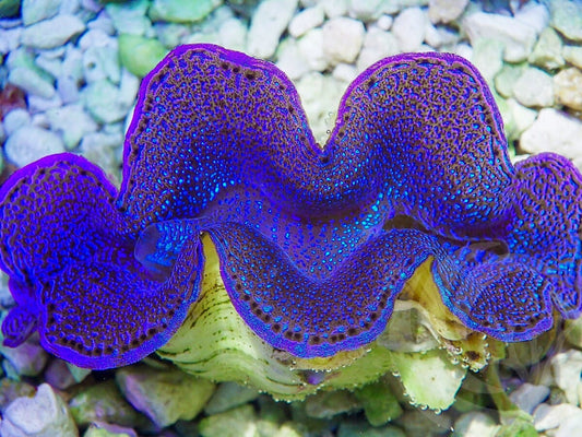 Blue Squamosa Cultured WYSIWYG Clam