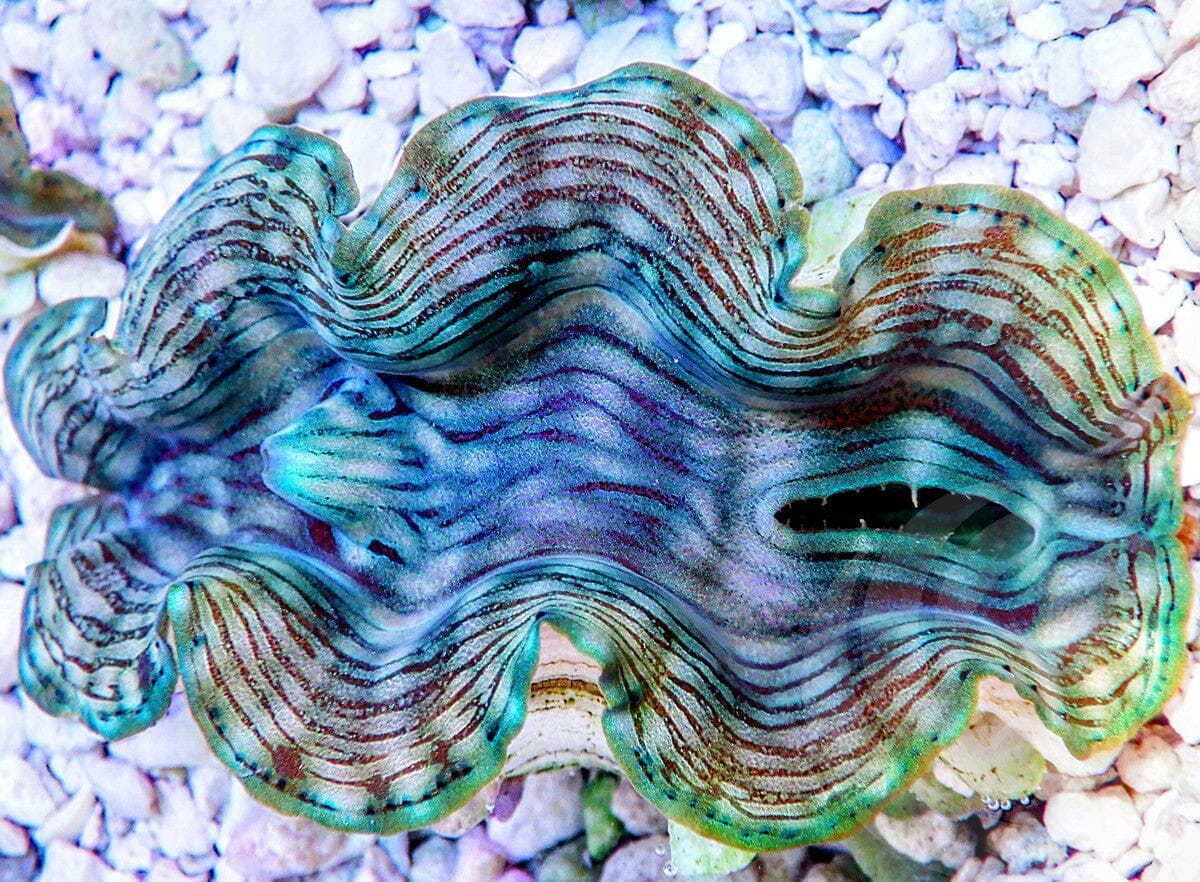 Green Squamosa