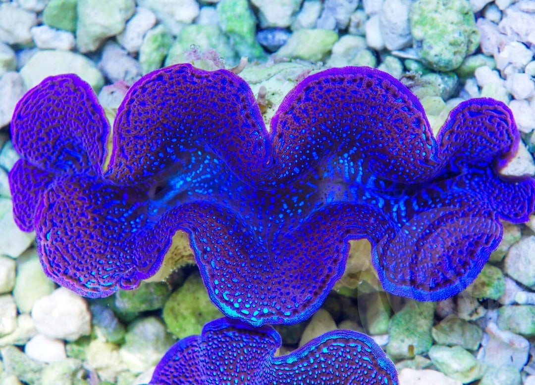 Blue Squamosa